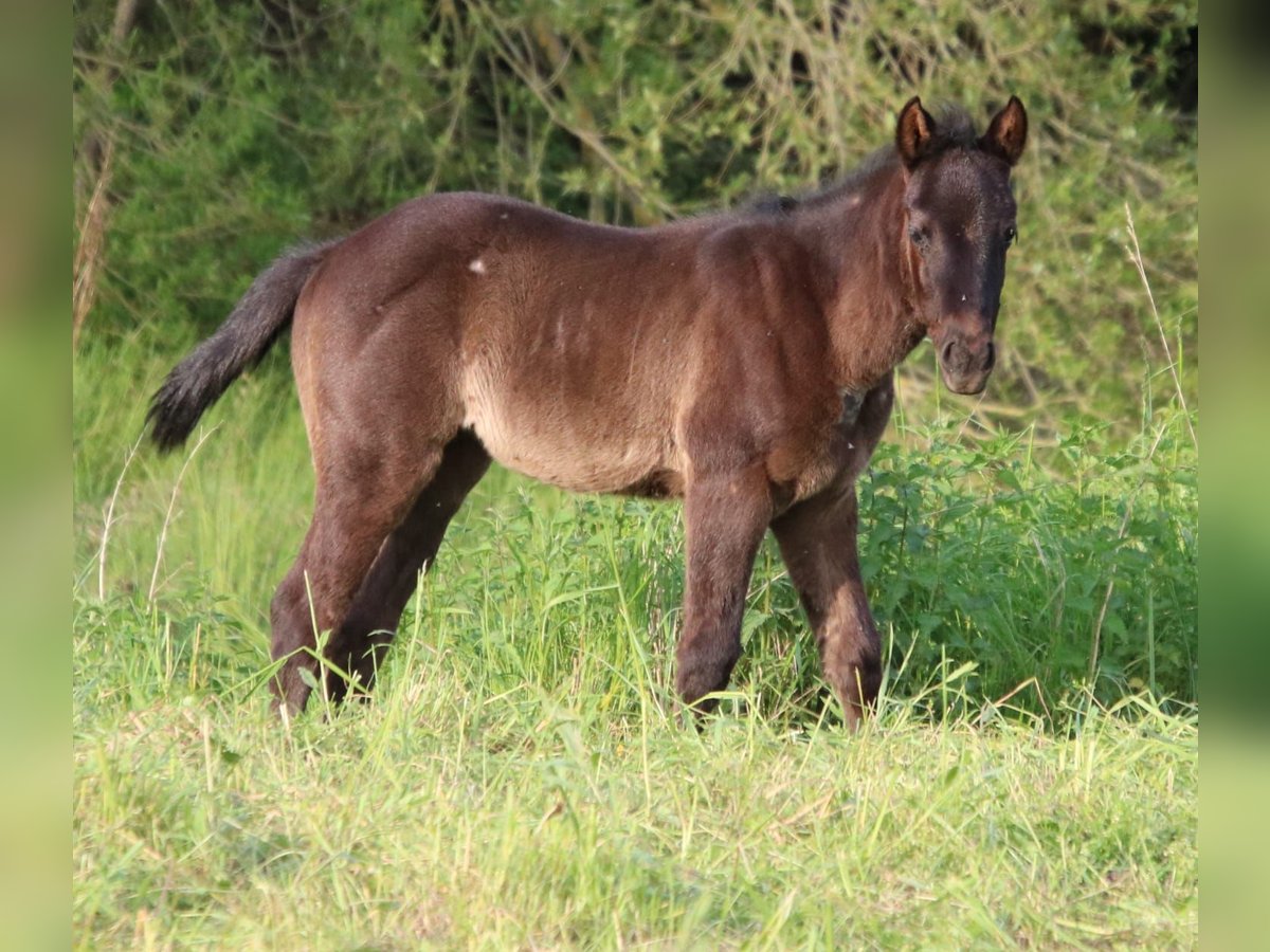 American Quarter Horse Giumenta 1 Anno 152 cm Roano blu in Sankt Wendel