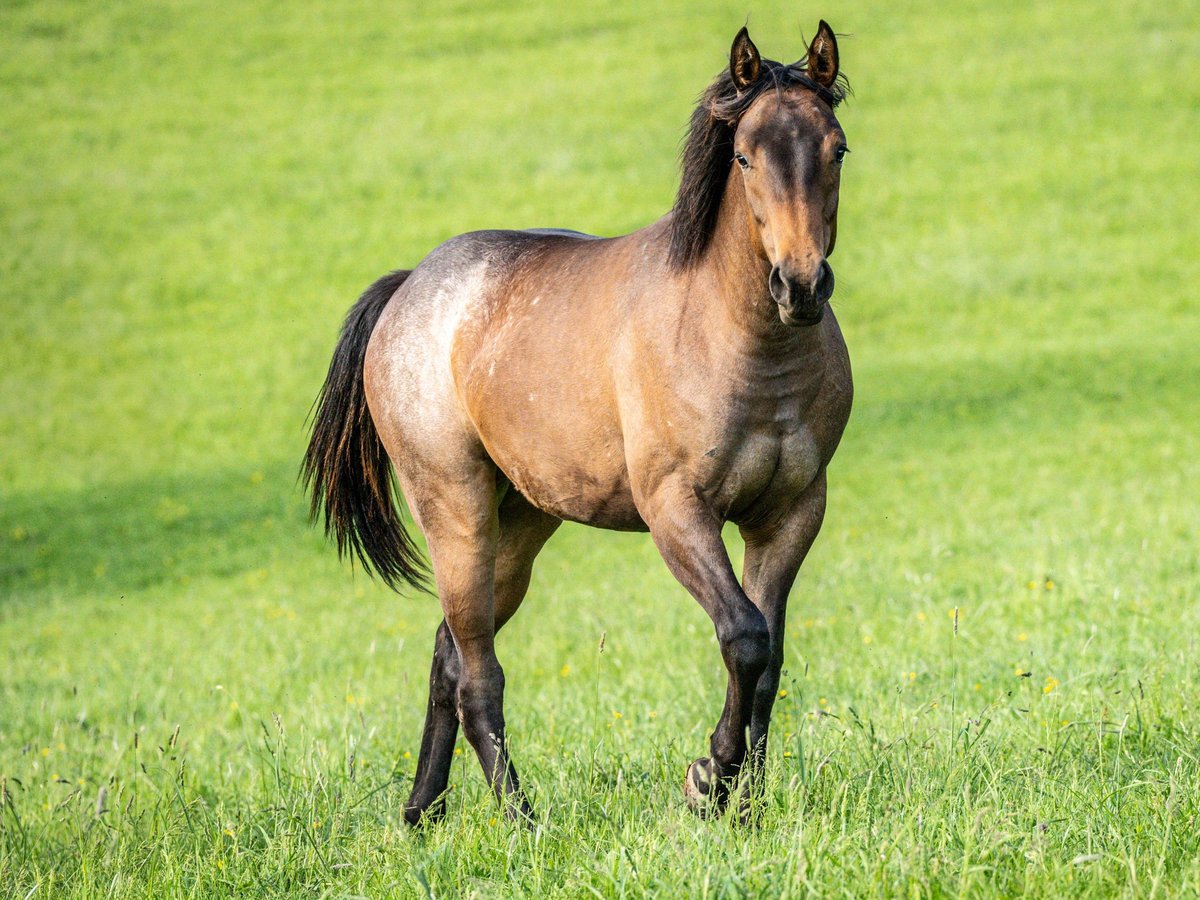 American Quarter Horse Giumenta 1 Anno 153 cm Baio roano in Herzberg am Harz