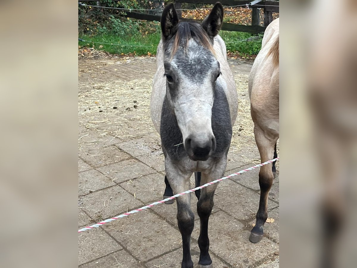 American Quarter Horse Giumenta 1 Anno 153 cm Pelle di daino in Bergkamen