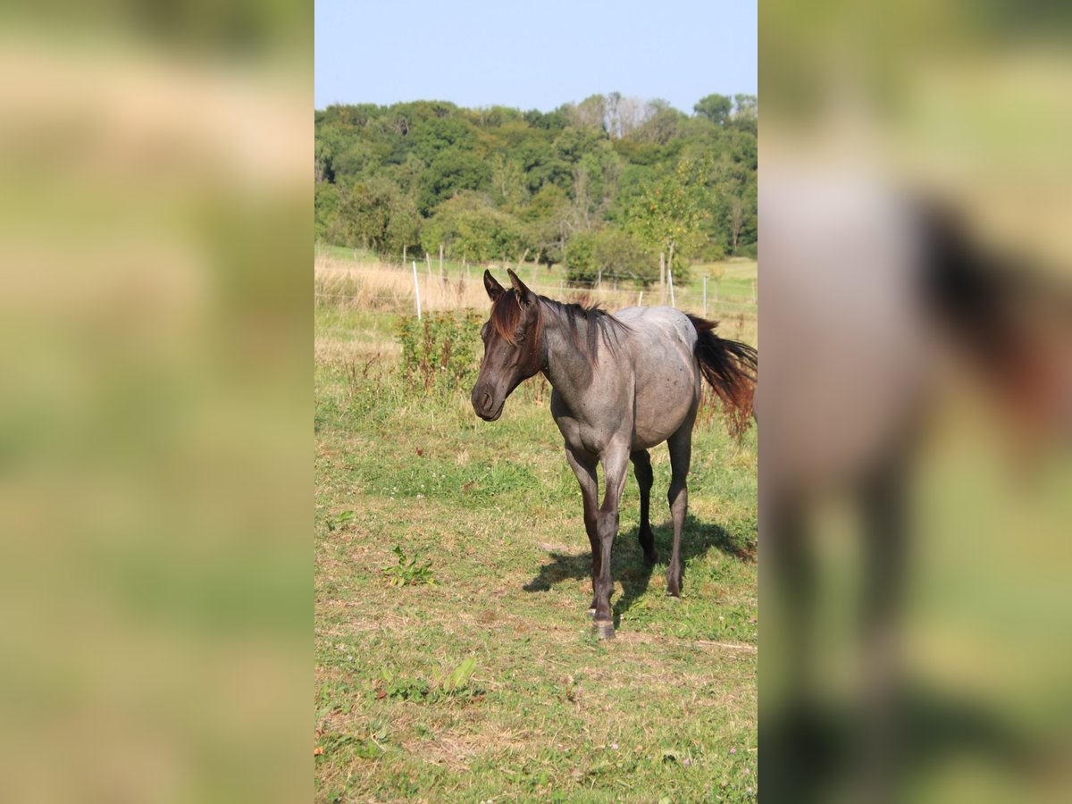 American Quarter Horse Giumenta 1 Anno 153 cm Roano blu in Breitenbach