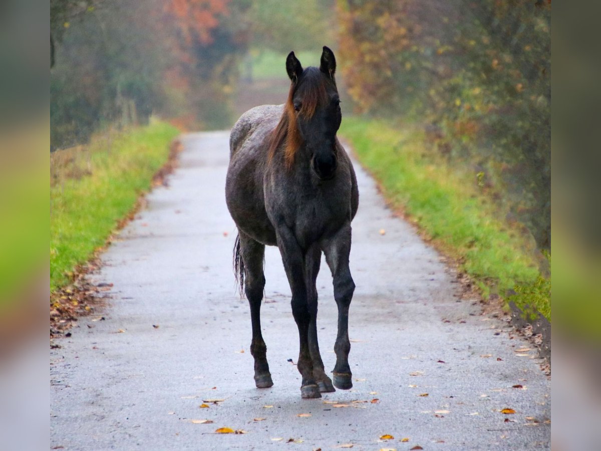 American Quarter Horse Giumenta 1 Anno 153 cm Roano blu in Breitenbach