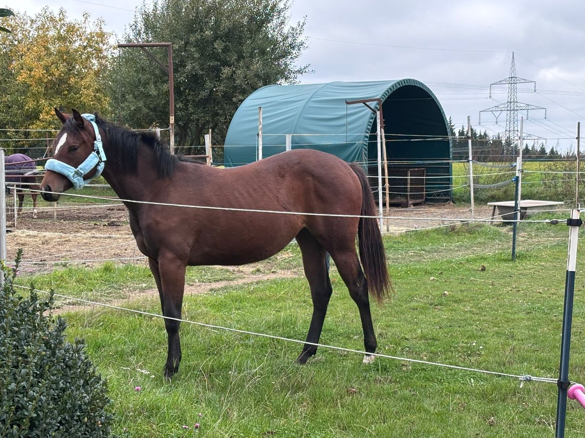 American Quarter Horse Giumenta 1 Anno 158 cm Baio in Kirchendemenreuth