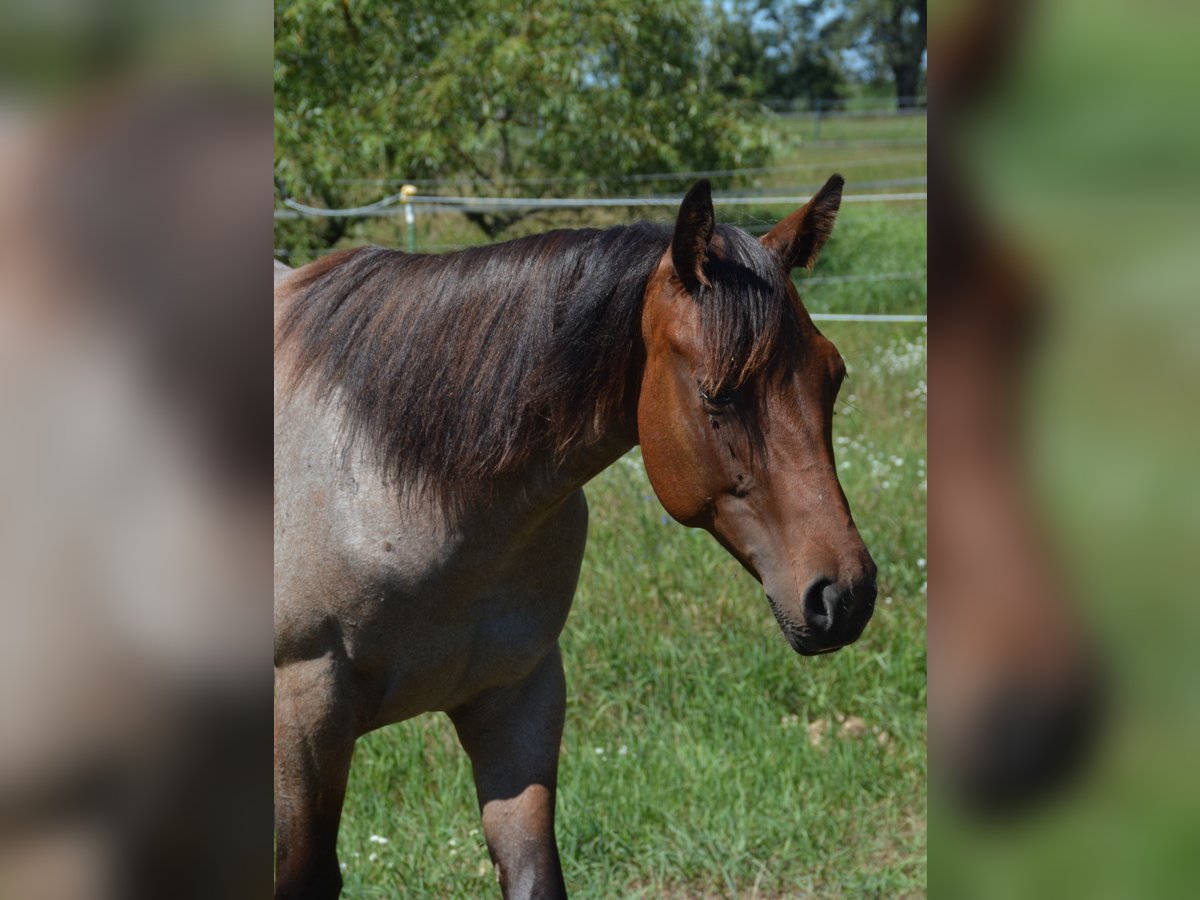 American Quarter Horse Giumenta 1 Anno 160 cm Baio roano in Stahnsdorf