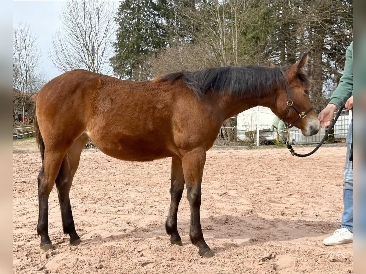 American Quarter Horse Giumenta 1 Anno Baio in Eurasburg