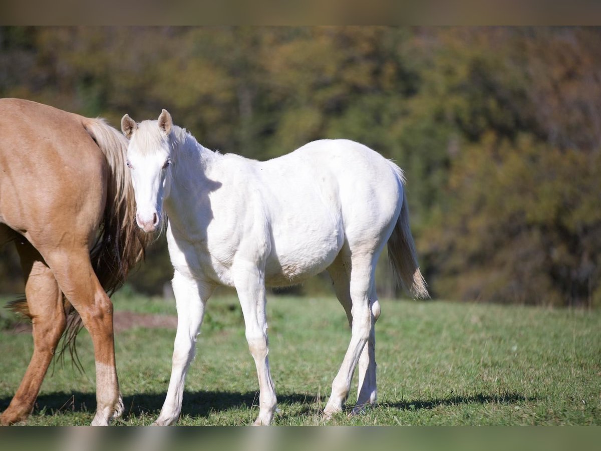 American Quarter Horse Giumenta 1 Anno Champagne in Ouhans