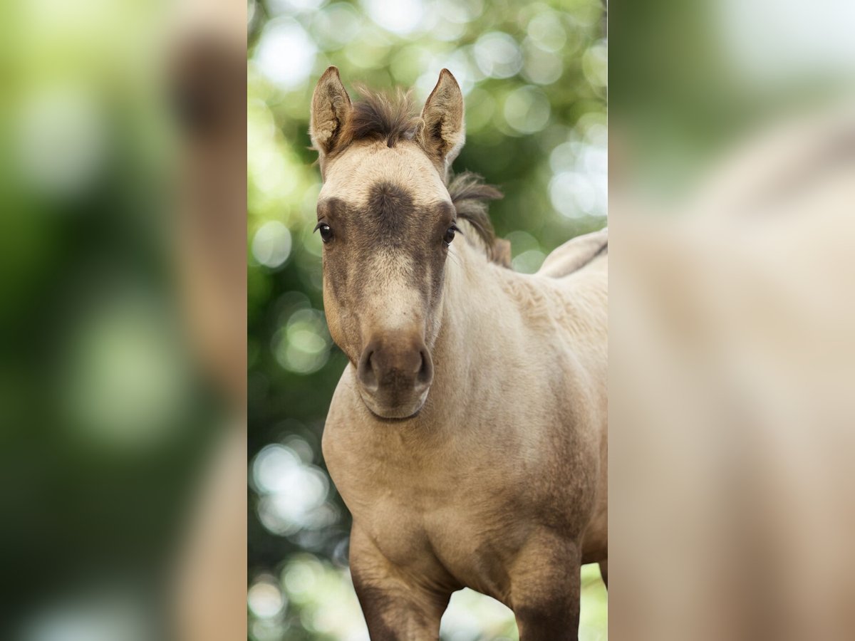 American Quarter Horse Giumenta 1 Anno Pelle di daino in Alt Duvenstedt