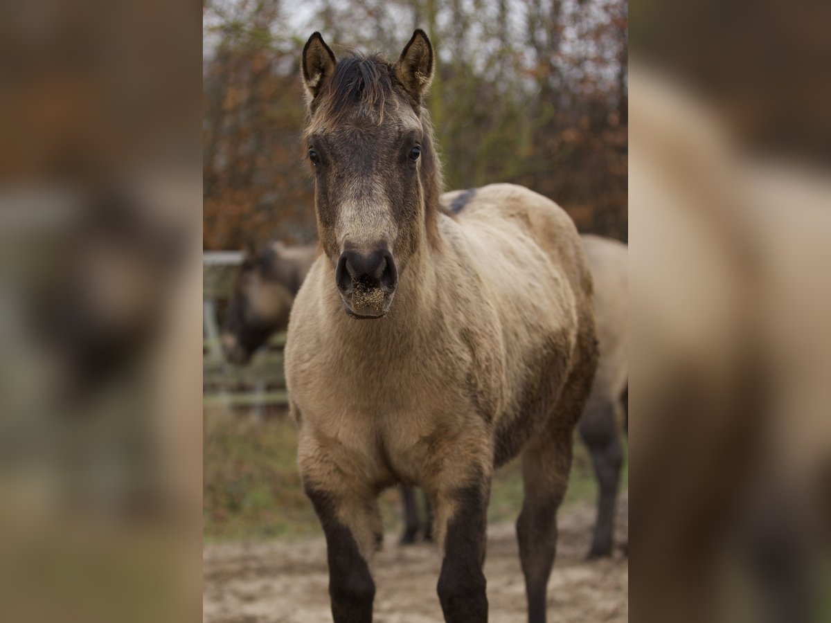 American Quarter Horse Giumenta 1 Anno Pelle di daino in Alt Duvenstedt