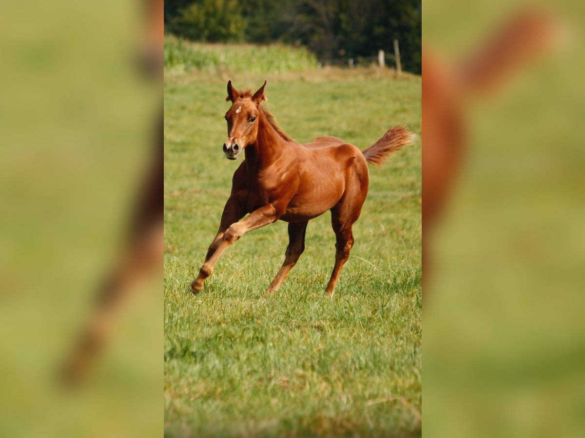 American Quarter Horse Giumenta 1 Anno Sauro in Helmenzen