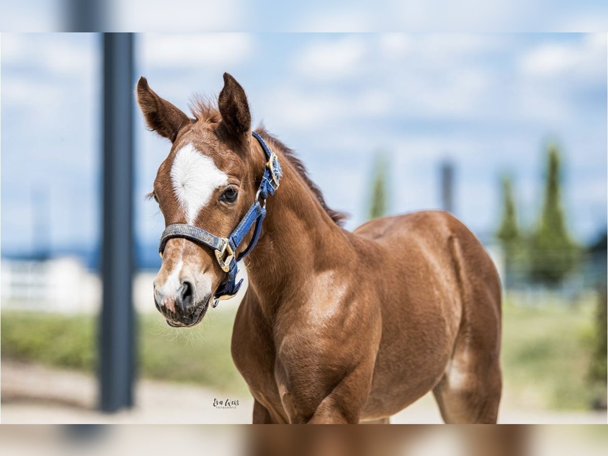 American Quarter Horse Giumenta 1 Anno Sauro in Weiden