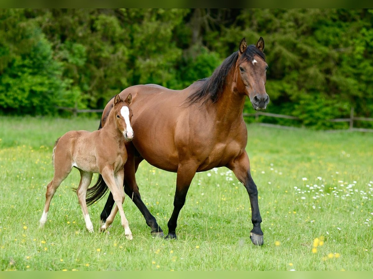 American Quarter Horse Giumenta 1 Anno Sauro scuro in Alfdorf