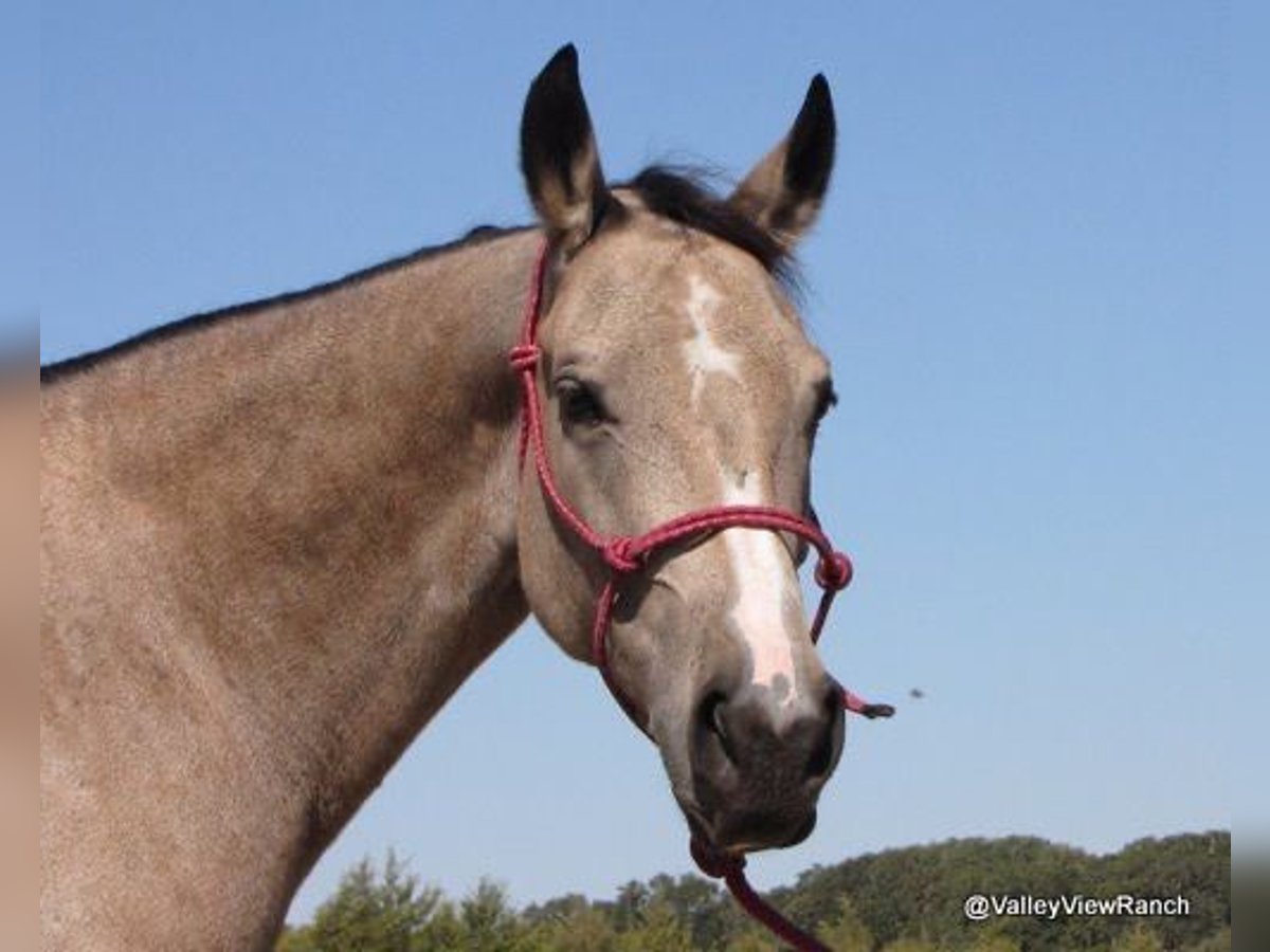 American Quarter Horse Giumenta 21 Anni 142 cm Pelle di daino in Lockesburg