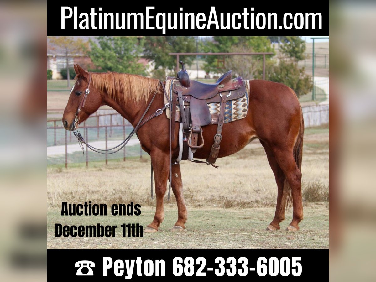 American Quarter Horse Giumenta 22 Anni 145 cm Sauro ciliegia in weatherford TX