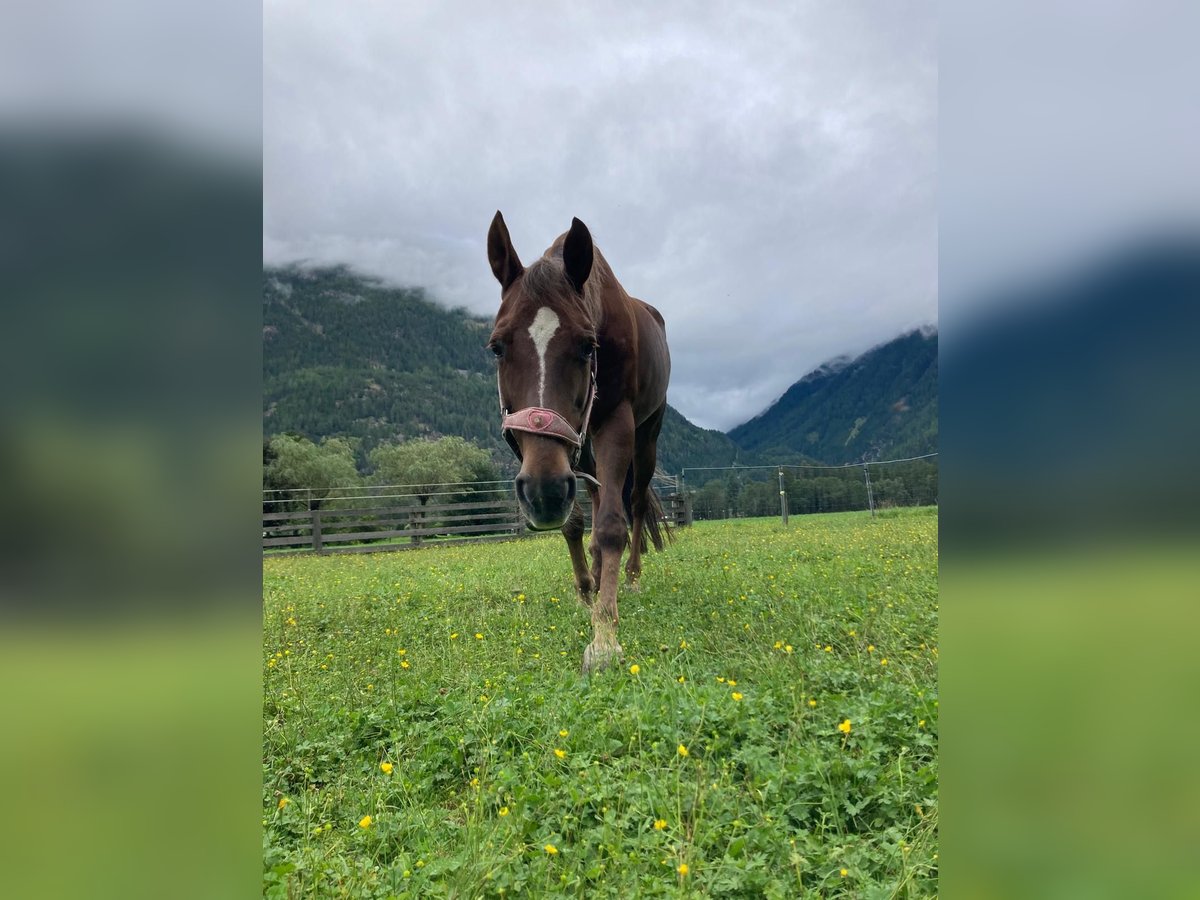 American Quarter Horse Giumenta 22 Anni 155 cm Baio in Längenfeld