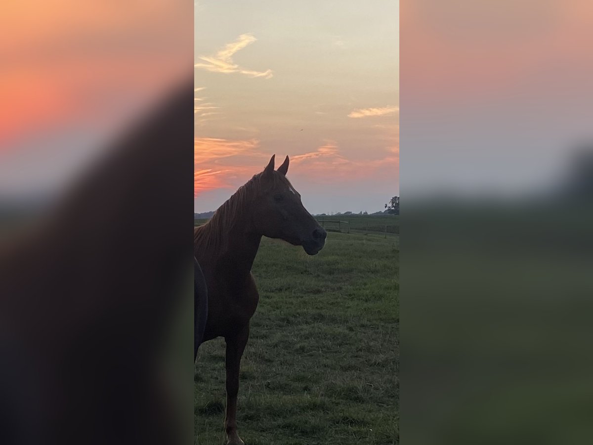 American Quarter Horse Mix Giumenta 24 Anni 150 cm Sauro ciliegia in Shelby