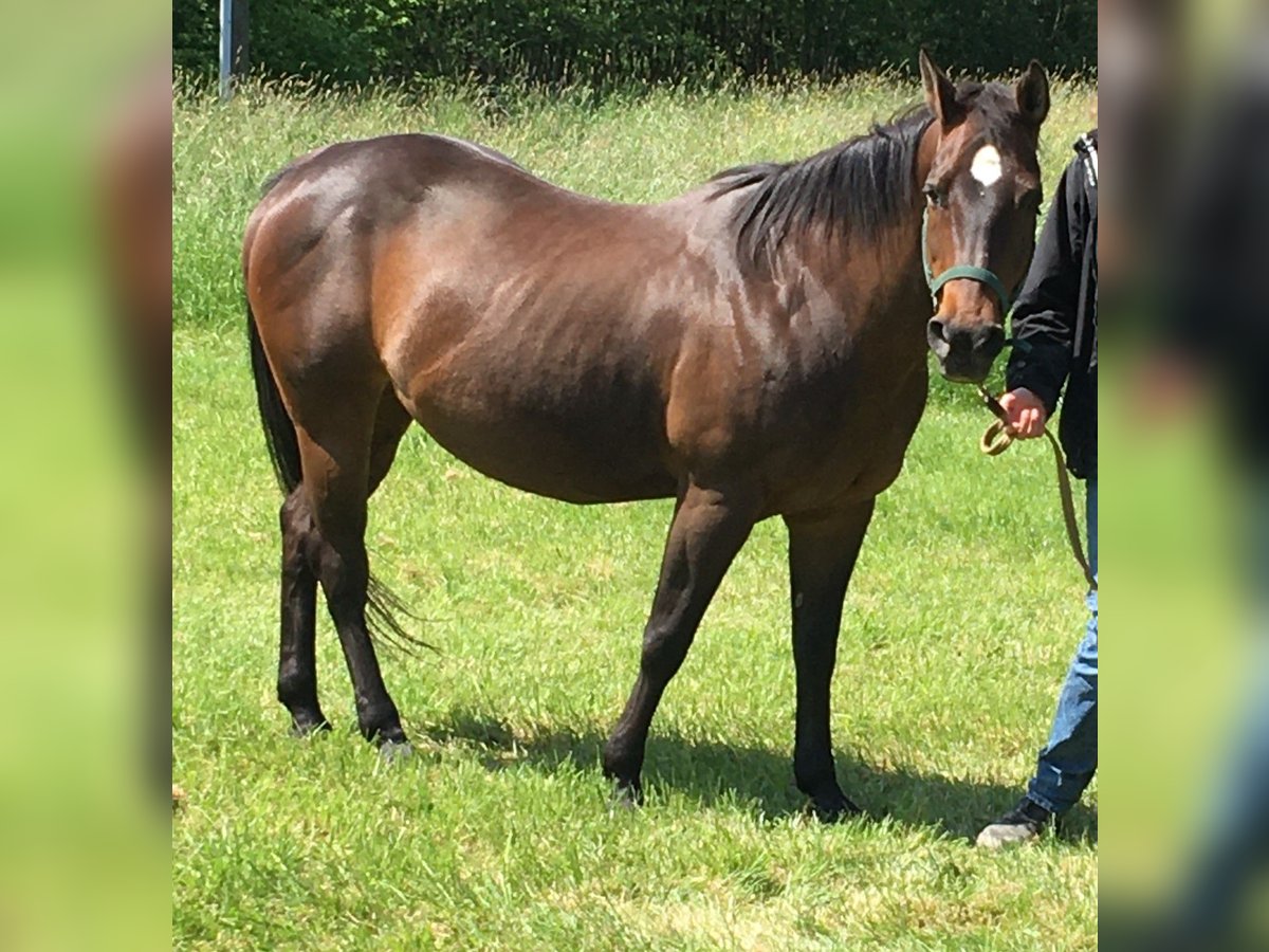 American Quarter Horse Giumenta 25 Anni 150 cm Baio scuro in Mammelzen