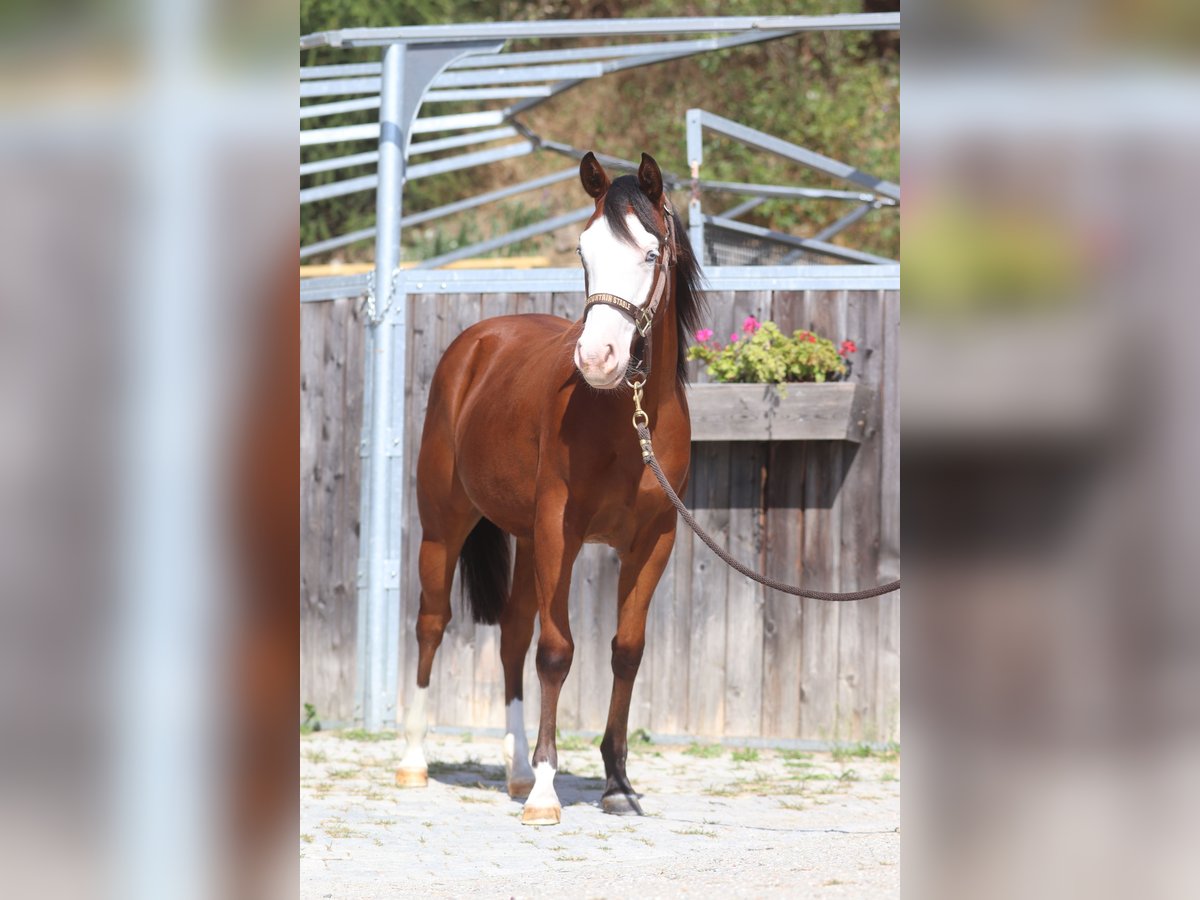 American Quarter Horse Giumenta 2 Anni 130 cm Baio scuro in Brixem