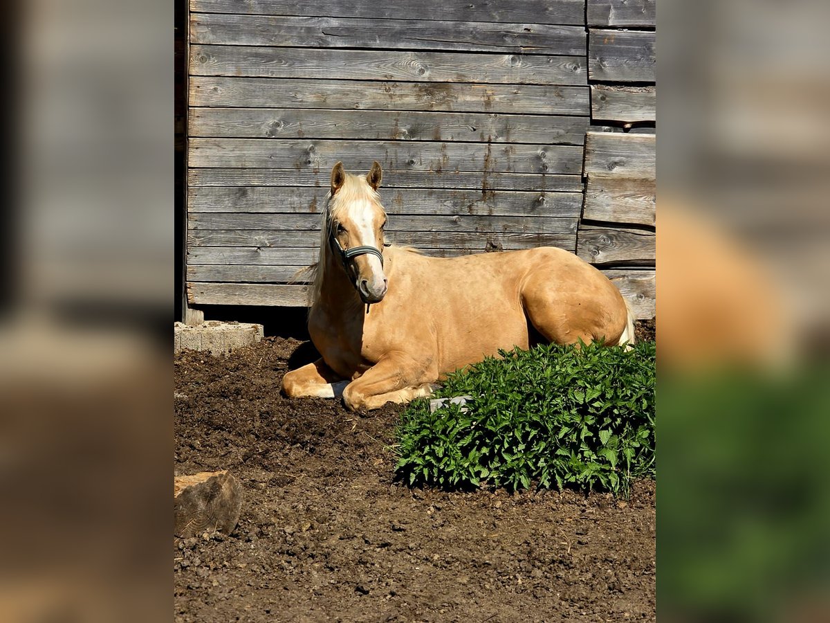American Quarter Horse Giumenta 2 Anni 135 cm Palomino in Limbach-Oberfrohna