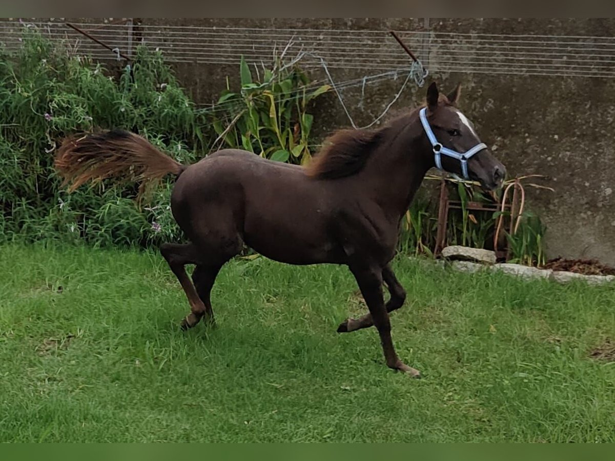 American Quarter Horse Giumenta 2 Anni 140 cm Baio scuro in Tomiño