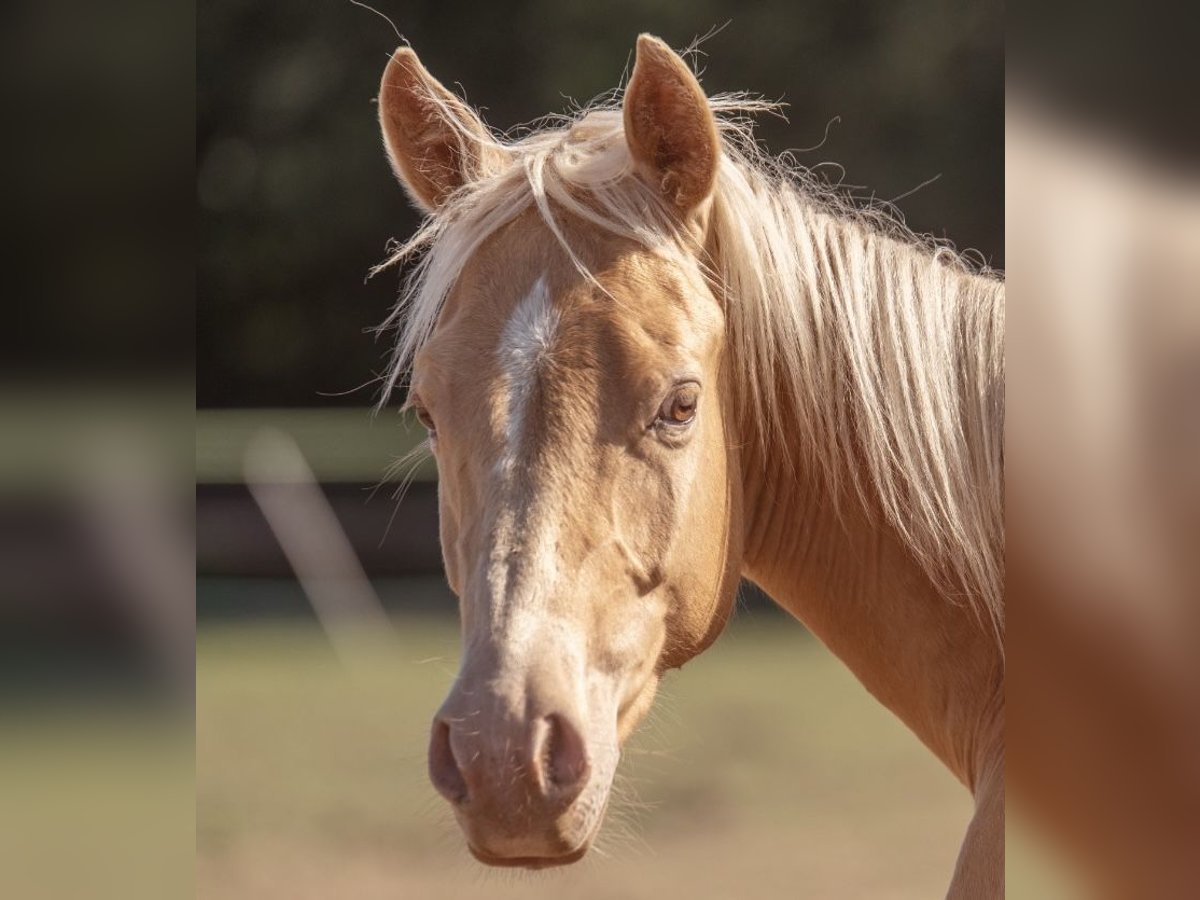 American Quarter Horse Giumenta 2 Anni 140 cm Champagne in Zell