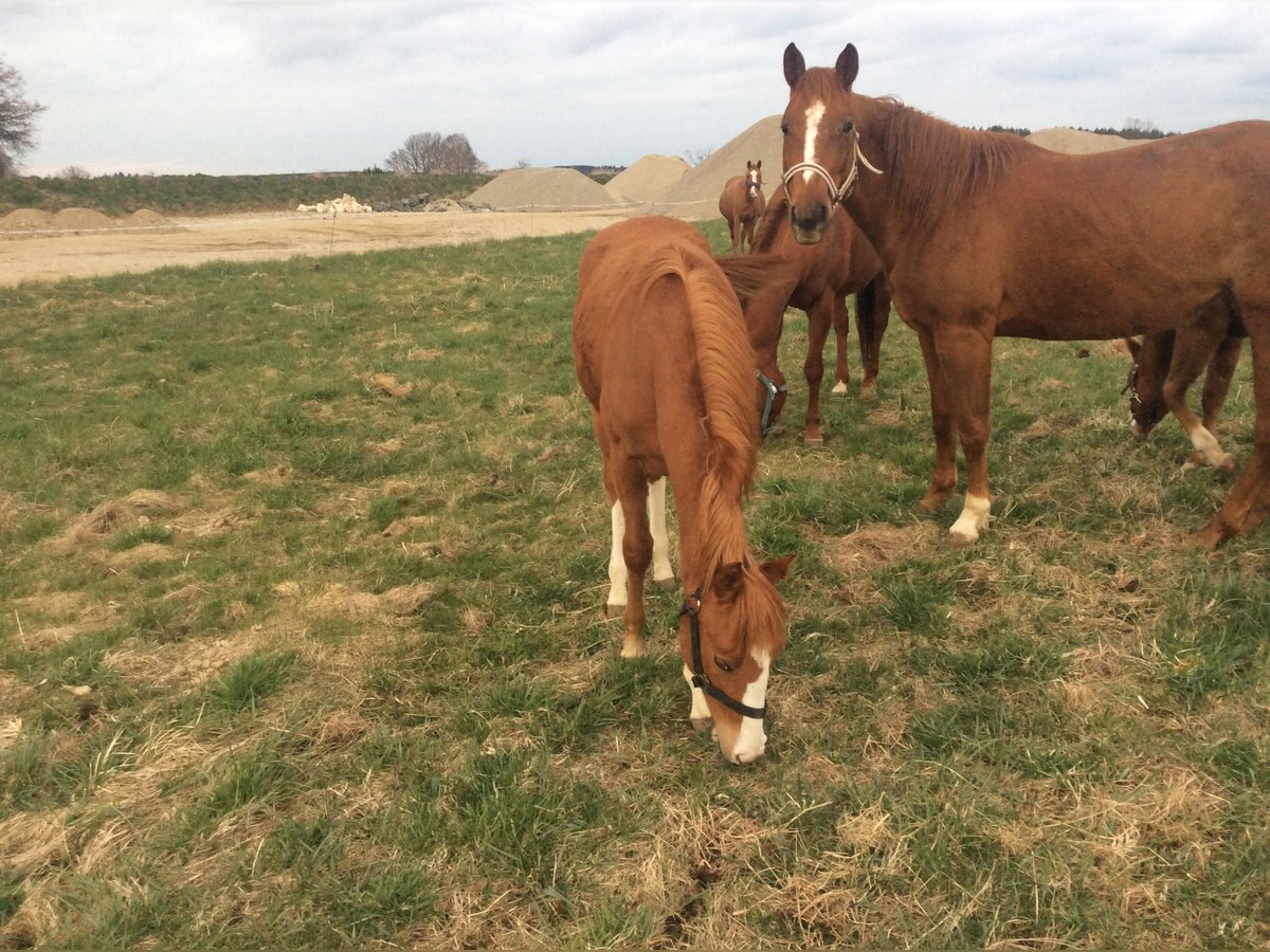 American Quarter Horse Giumenta 2 Anni 140 cm Sauro in Apfeldorf