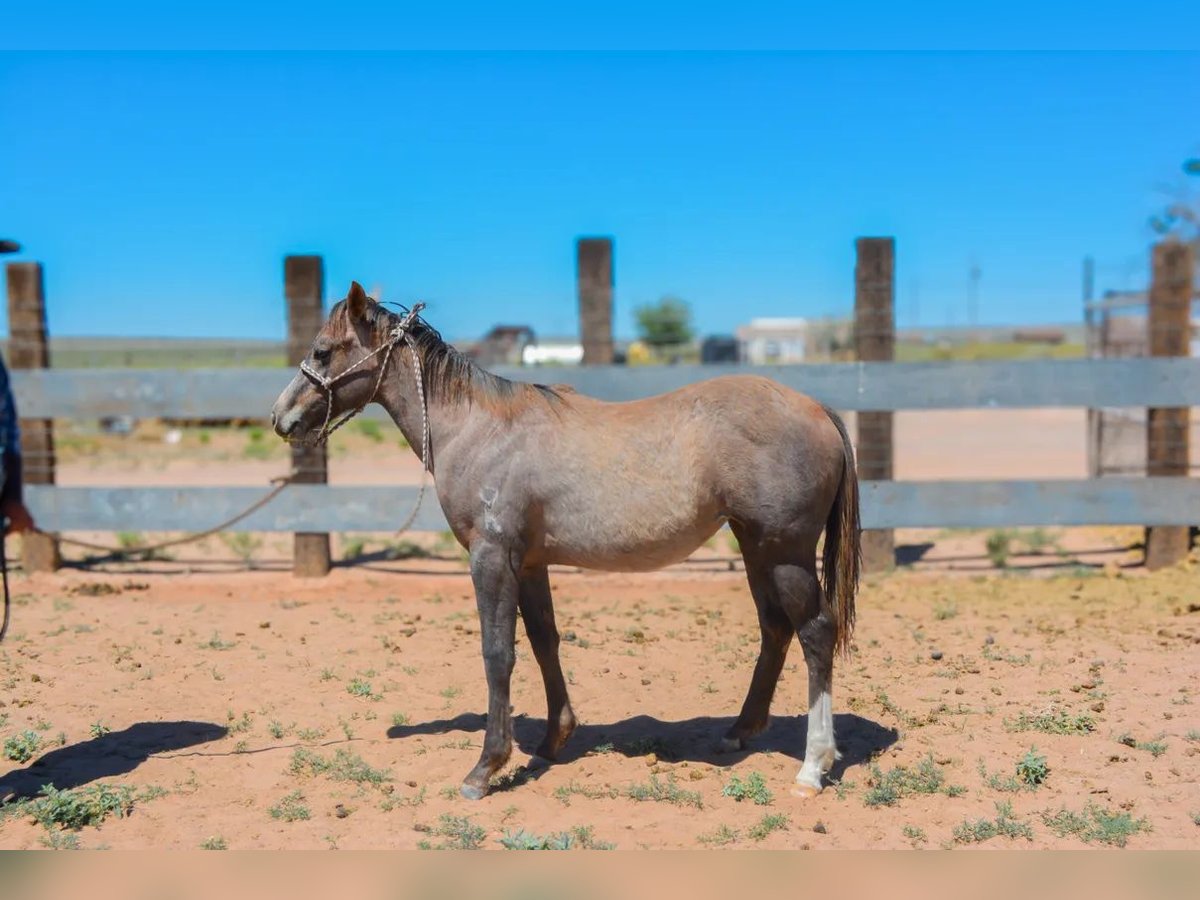 American Quarter Horse Giumenta 2 Anni 142 cm Grigio in Chambers