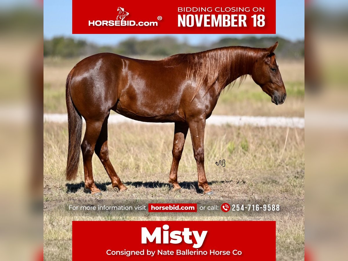 American Quarter Horse Giumenta 2 Anni 142 cm Sauro ciliegia in Waco