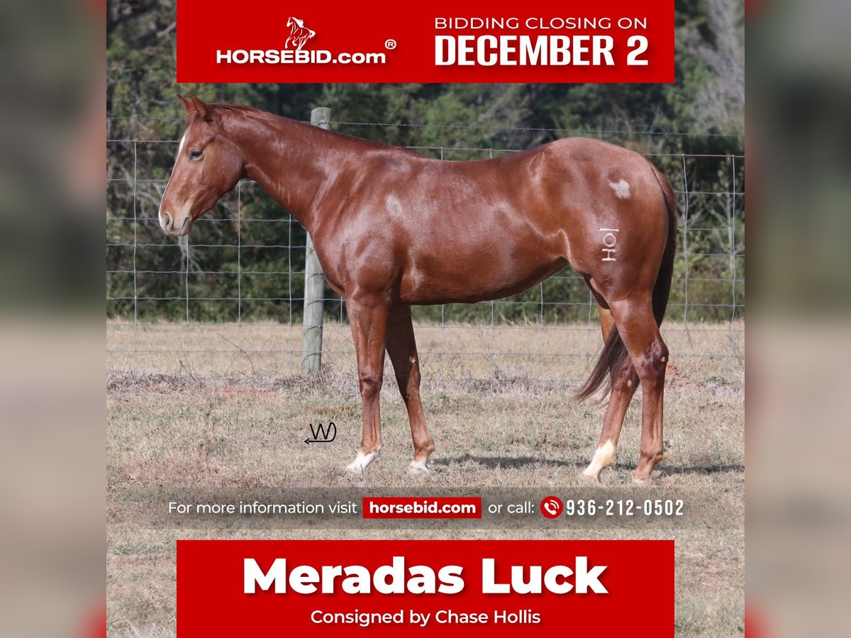 American Quarter Horse Giumenta 2 Anni 142 cm Sauro ciliegia in Lufkin, TX