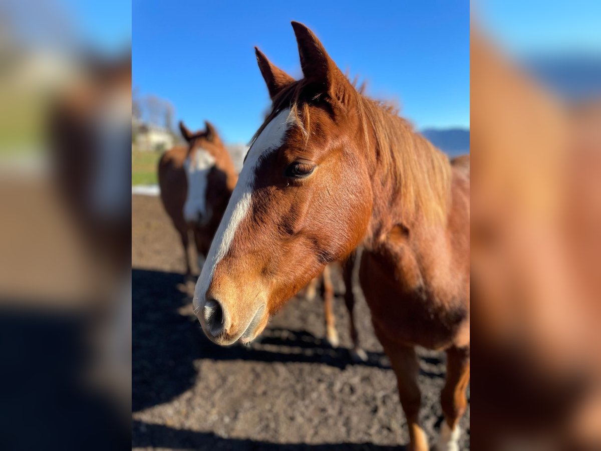 American Quarter Horse Giumenta 2 Anni 143 cm Sauro in Bad Kohlgrub