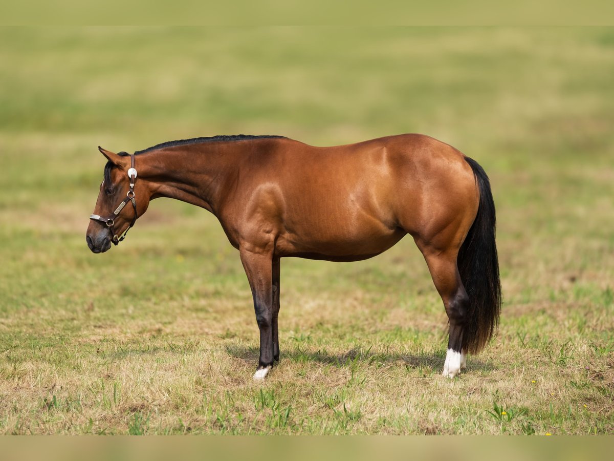 American Quarter Horse Giumenta 2 Anni 145 cm Baio scuro in Savigne l&#8217;évêque