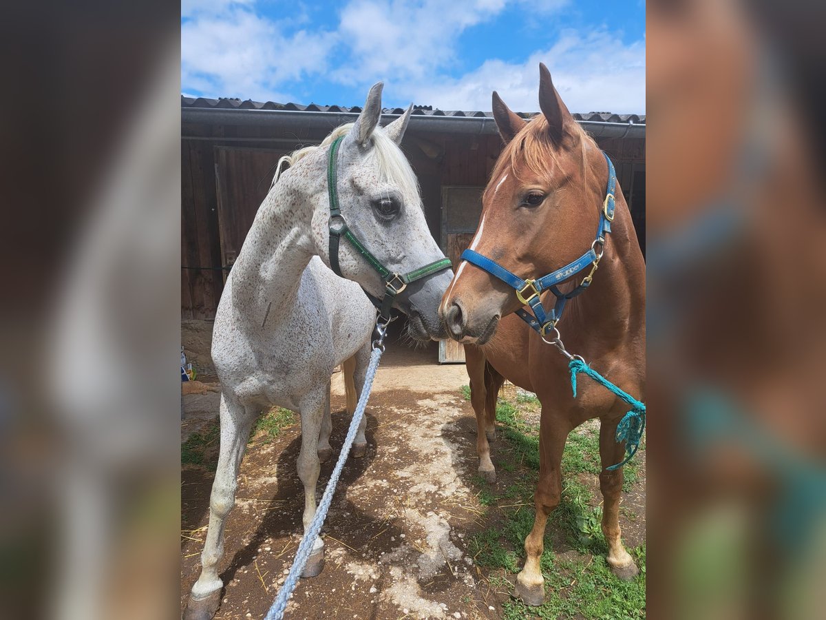 American Quarter Horse Giumenta 2 Anni 145 cm Sauro in Sipbachzell