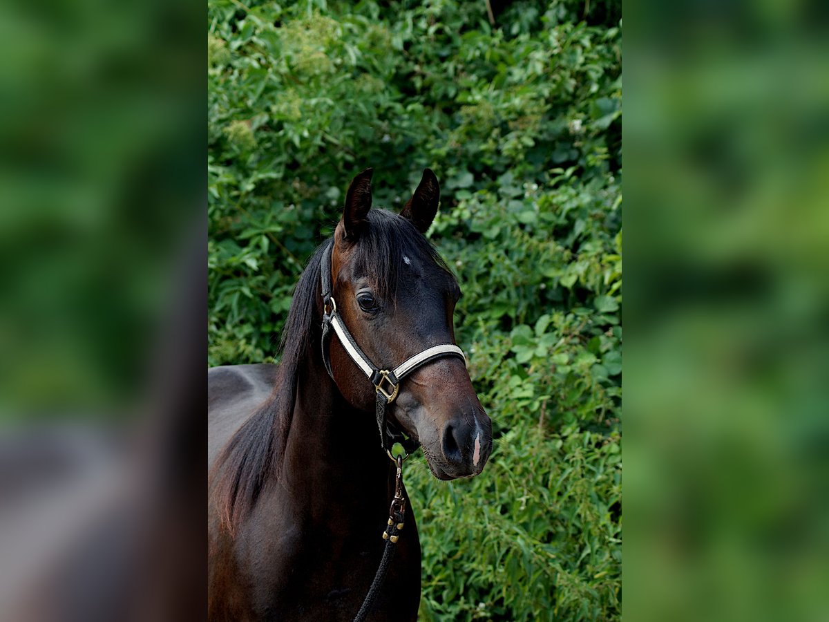 American Quarter Horse Giumenta 2 Anni 146 cm Baio scuro in Schönkirchen