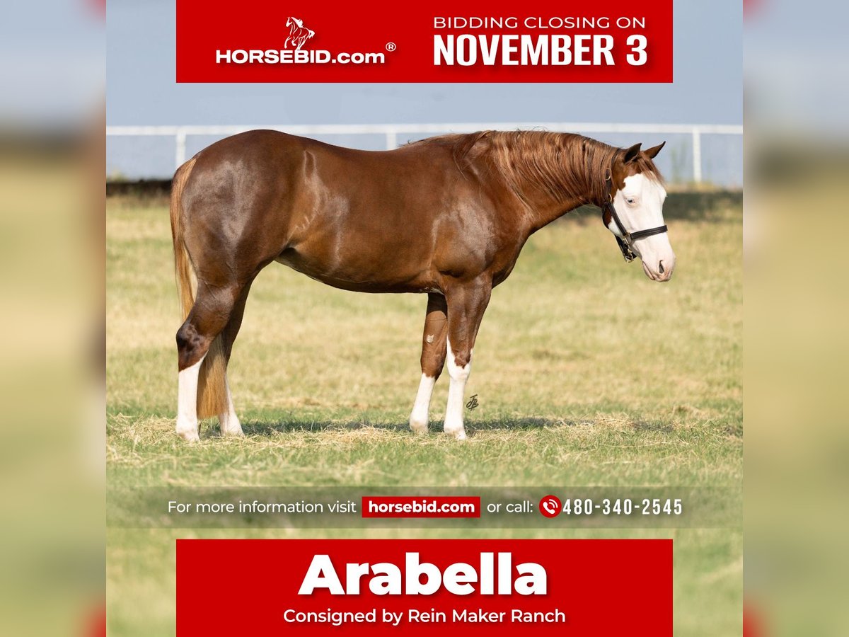 American Quarter Horse Giumenta 2 Anni 147 cm Sauro ciliegia in Wayne OK American Quarter Horse Giumenta 2 Anni 147 cm Sauro ciliegia in Wayne OK