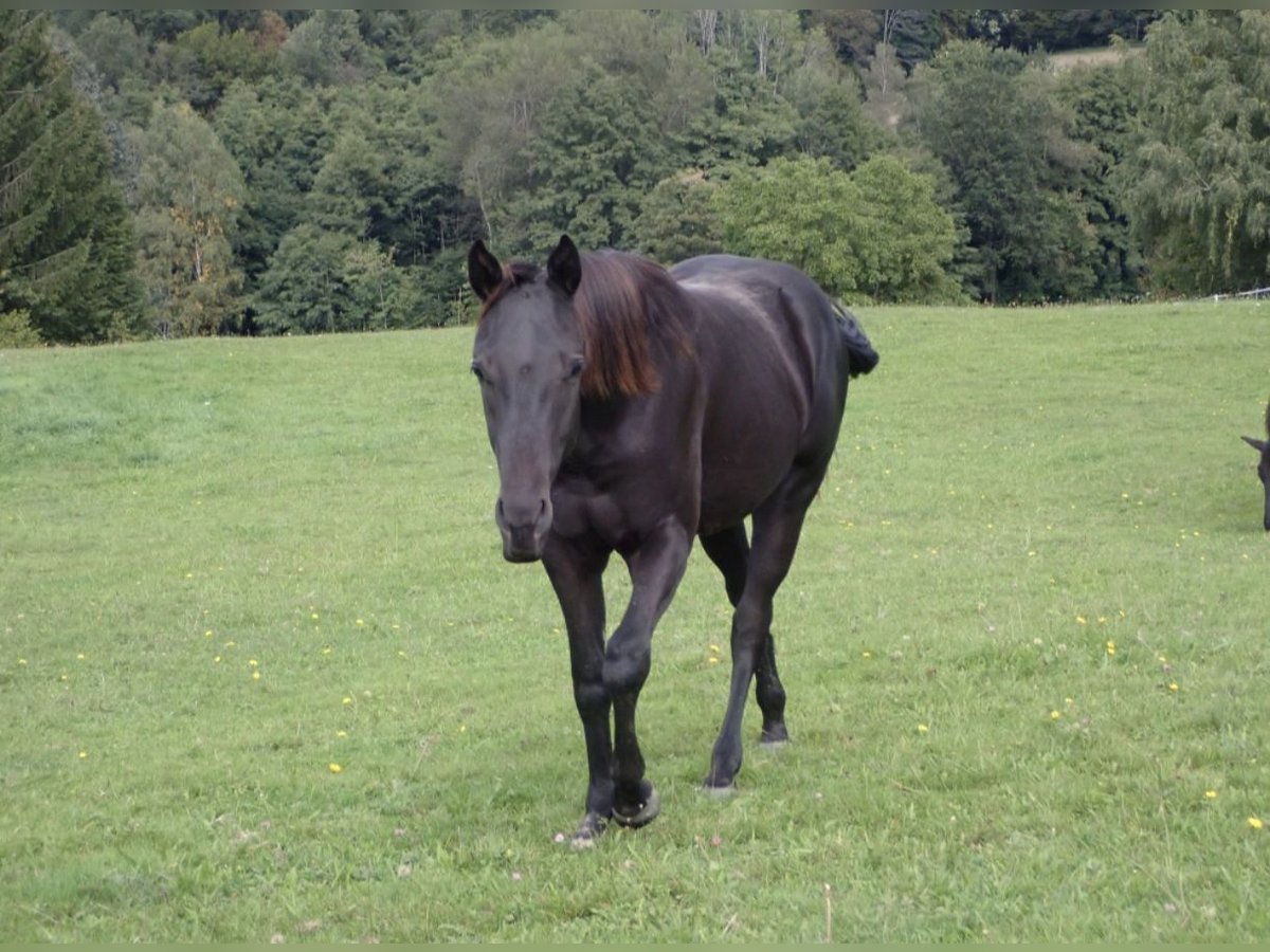 American Quarter Horse Giumenta 2 Anni 148 cm Morello in Bernried