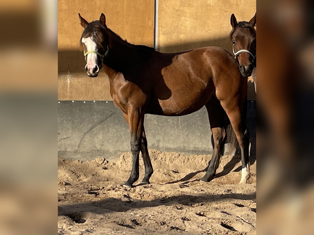 American Quarter Horse Giumenta 2 Anni 150 cm Baio in Stahnsdorf