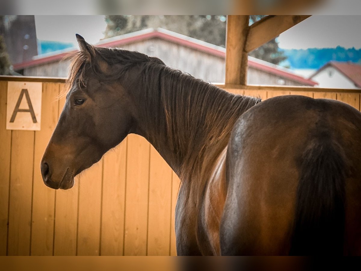 American Quarter Horse Giumenta 2 Anni 150 cm Baio scuro in Ostrach