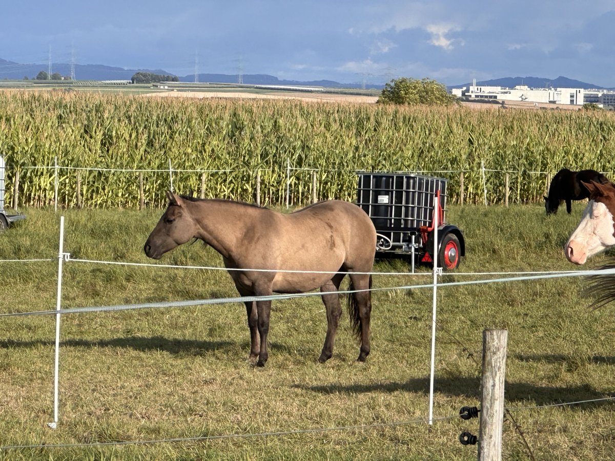 American Quarter Horse Giumenta 2 Anni 150 cm Grullo in Meckenheim