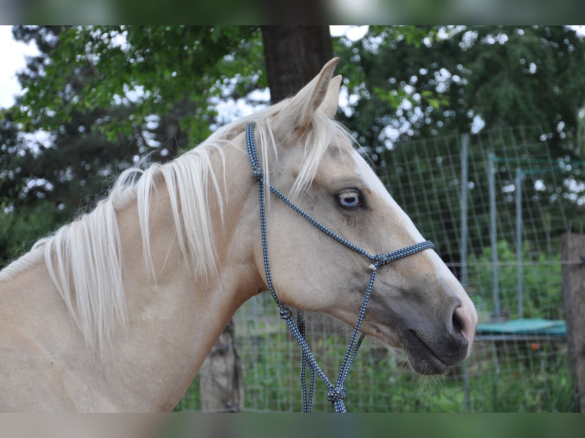 American Quarter Horse Giumenta 2 Anni 150 cm Palomino in Bückeburg Evesen