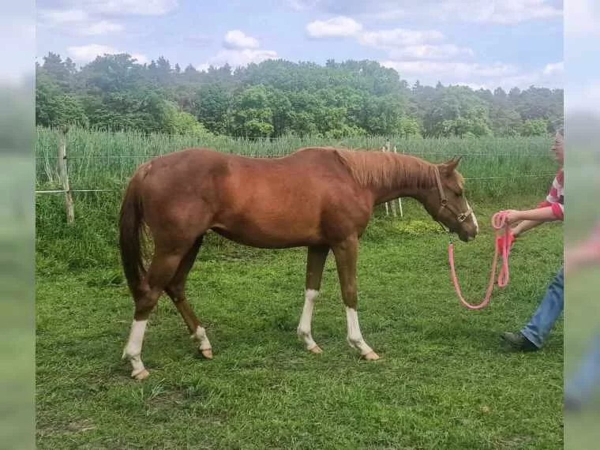 American Quarter Horse Giumenta 2 Anni 150 cm Sauro in Celle