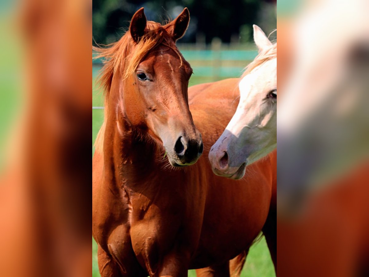 American Quarter Horse Giumenta 2 Anni 150 cm Sauro in Hellenthal