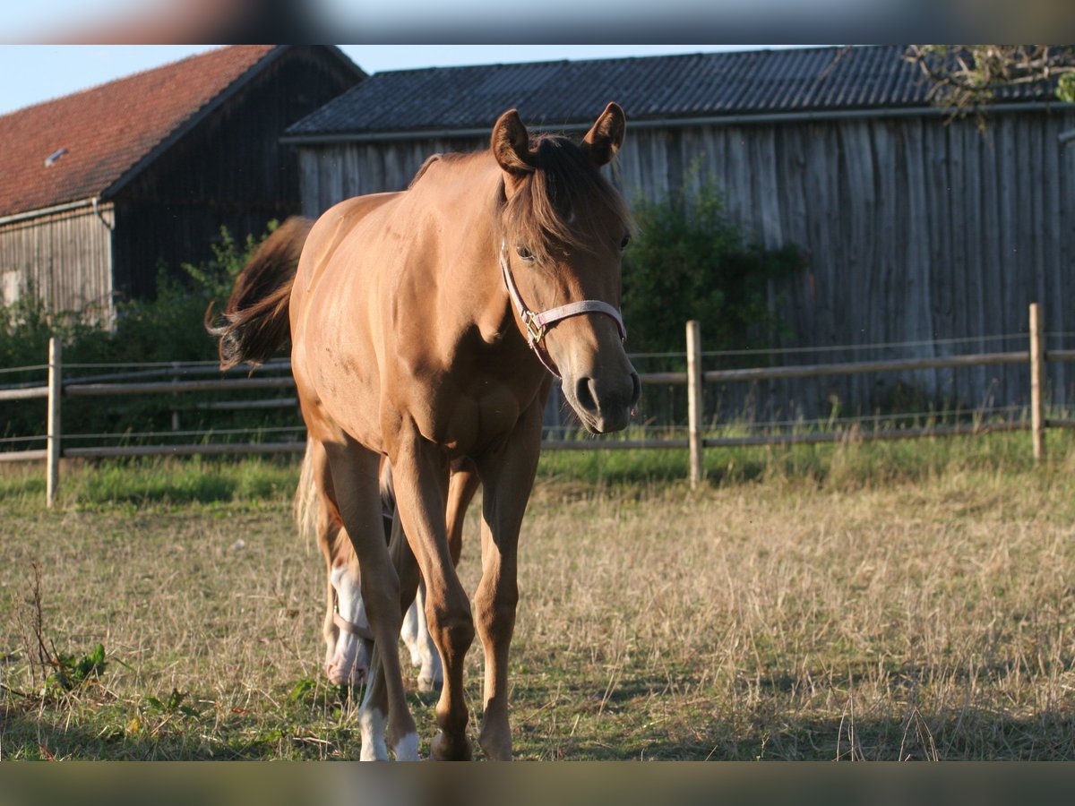 American Quarter Horse Giumenta 2 Anni 150 cm Sauro in Kemnath