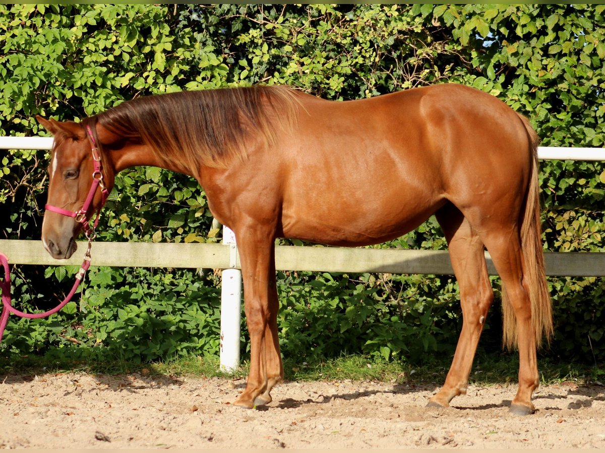 American Quarter Horse Giumenta 2 Anni 151 cm Sauro scuro in Stade