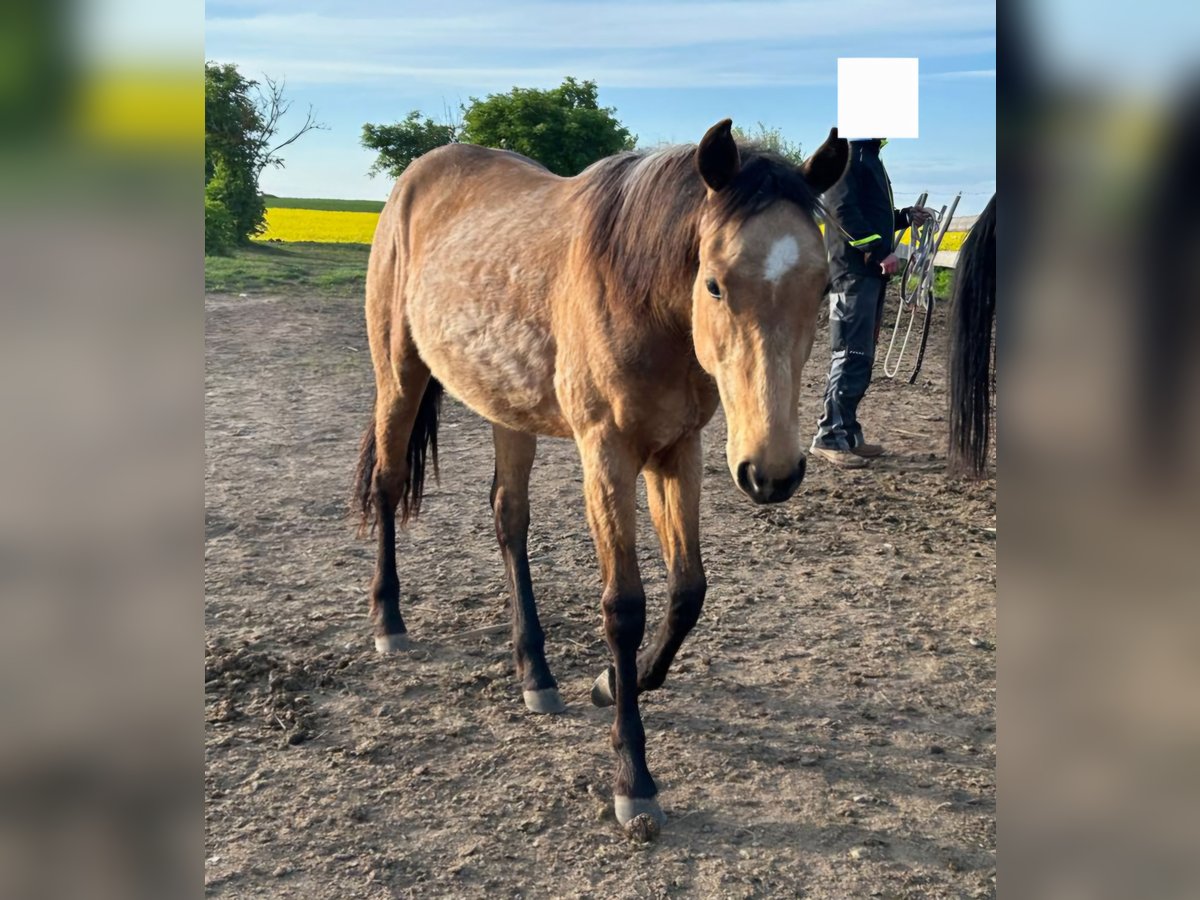 American Quarter Horse Giumenta 2 Anni 152 cm Baio chiaro in Querfurt
