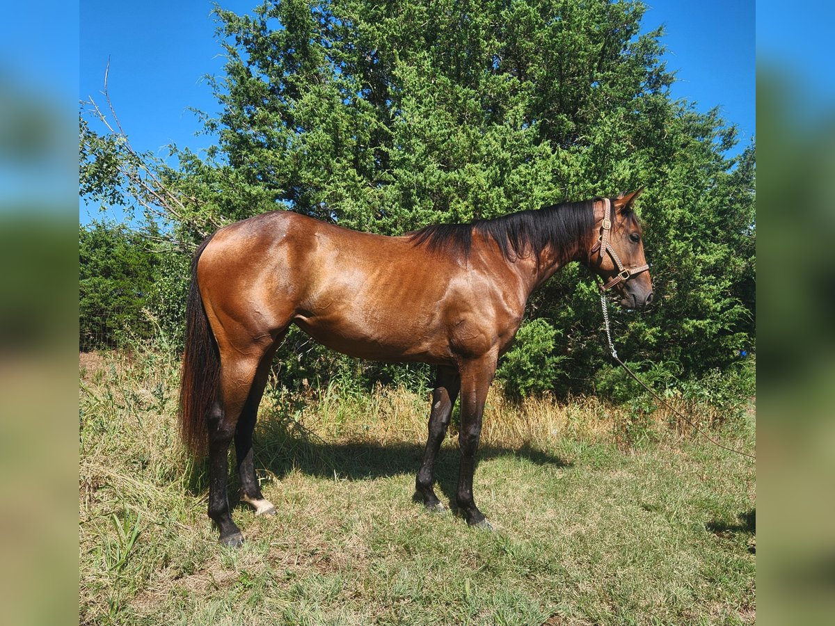 American Quarter Horse Giumenta 2 Anni 152 cm Baio ciliegia in El Dorado