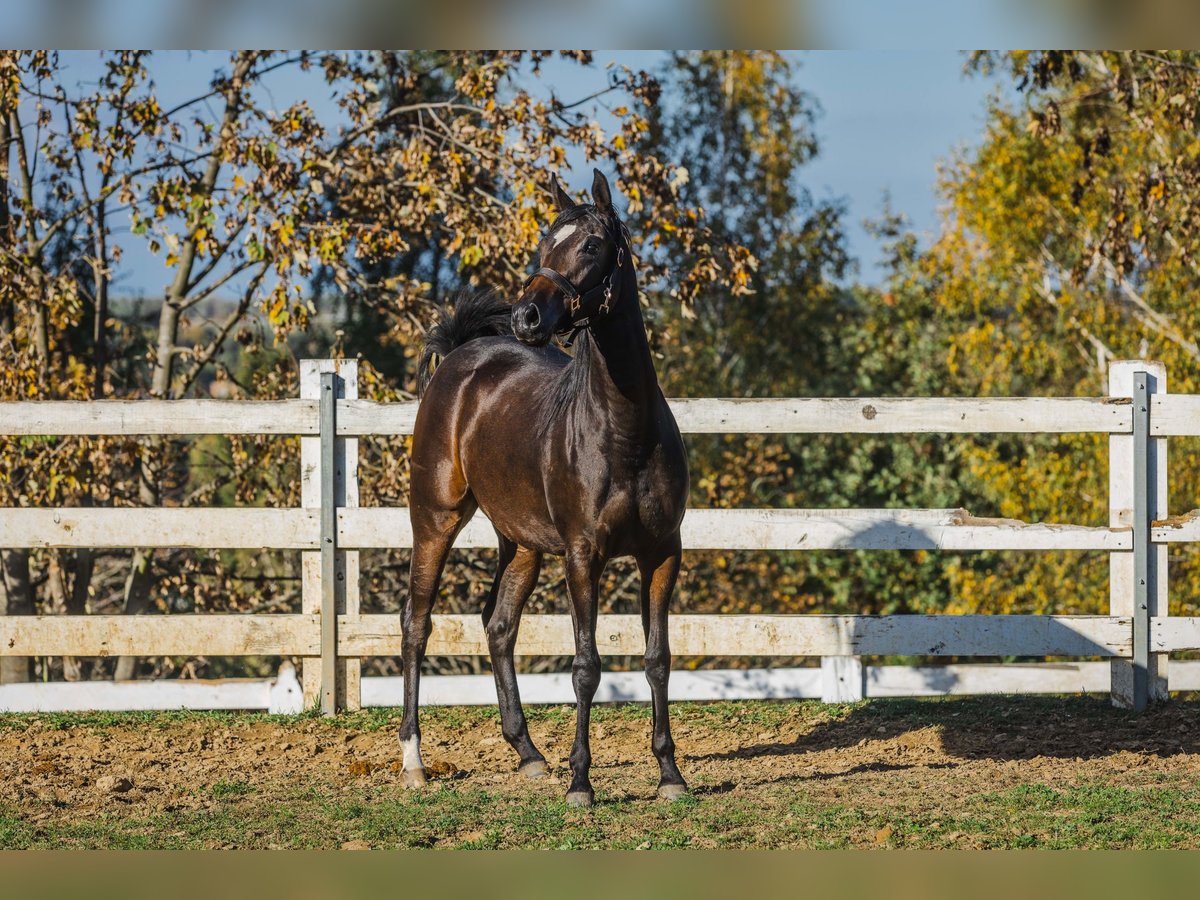 American Quarter Horse Mix Giumenta 2 Anni 152 cm Baio scuro in Skrzyszów