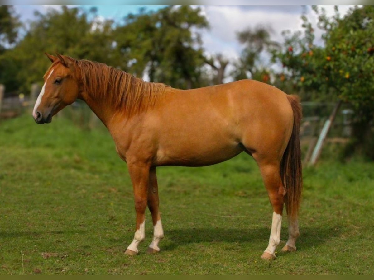 American Quarter Horse Giumenta 2 Anni 152 cm Red dun in Alfeld (Leine)