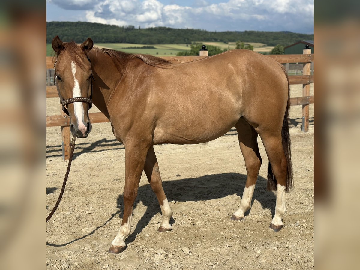 American Quarter Horse Giumenta 2 Anni 152 cm Red dun in Alfeld (Leine)