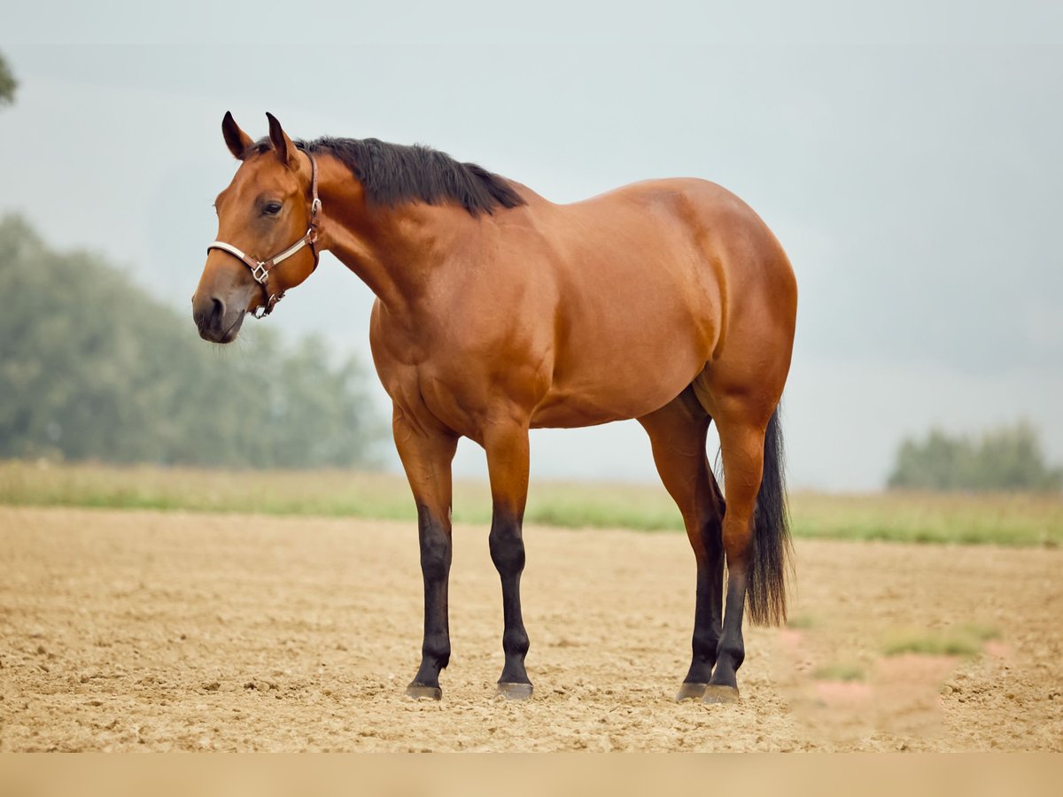 American Quarter Horse Giumenta 2 Anni 153 cm Baio in München