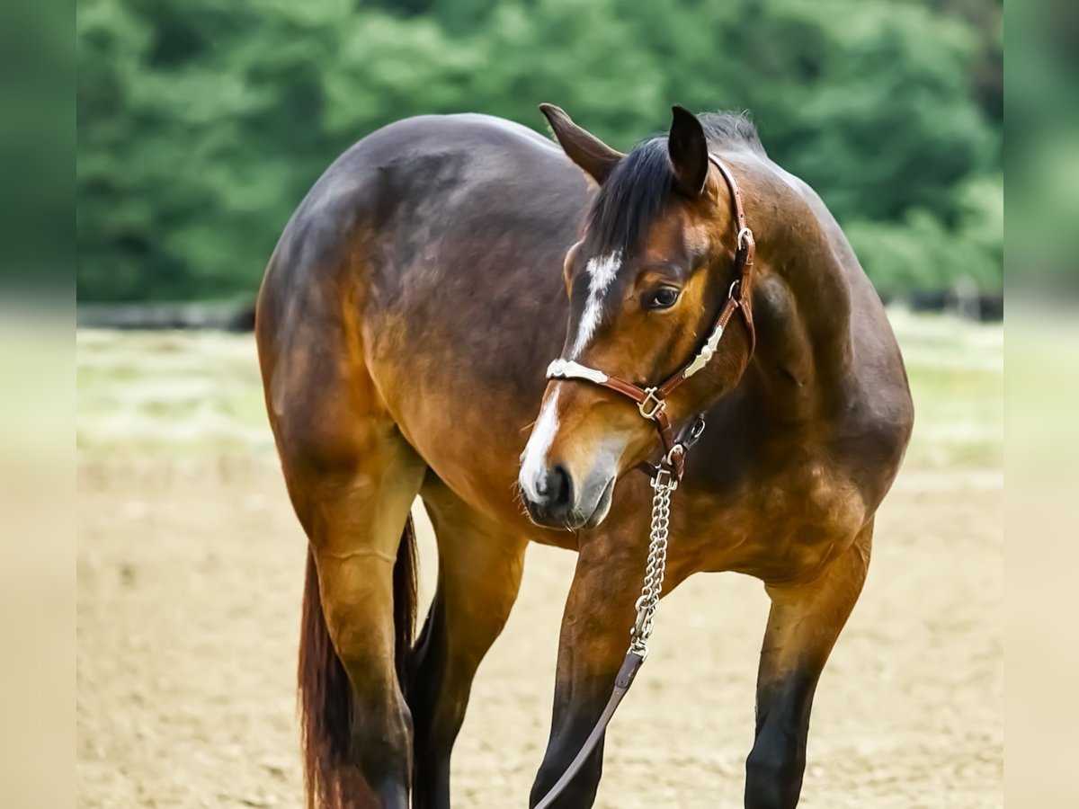 American Quarter Horse Giumenta 2 Anni 153 cm Baio scuro in München