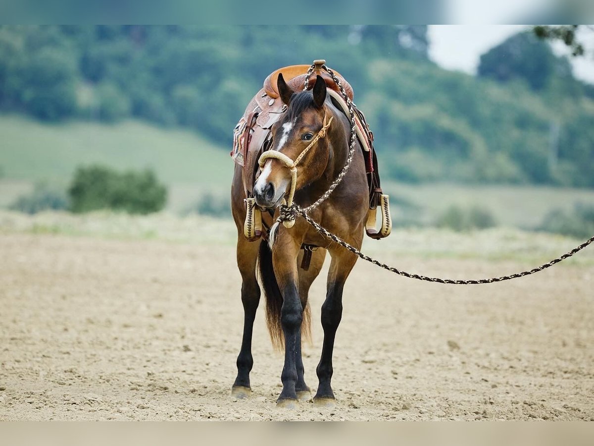 American Quarter Horse Giumenta 2 Anni 153 cm Baio scuro in München