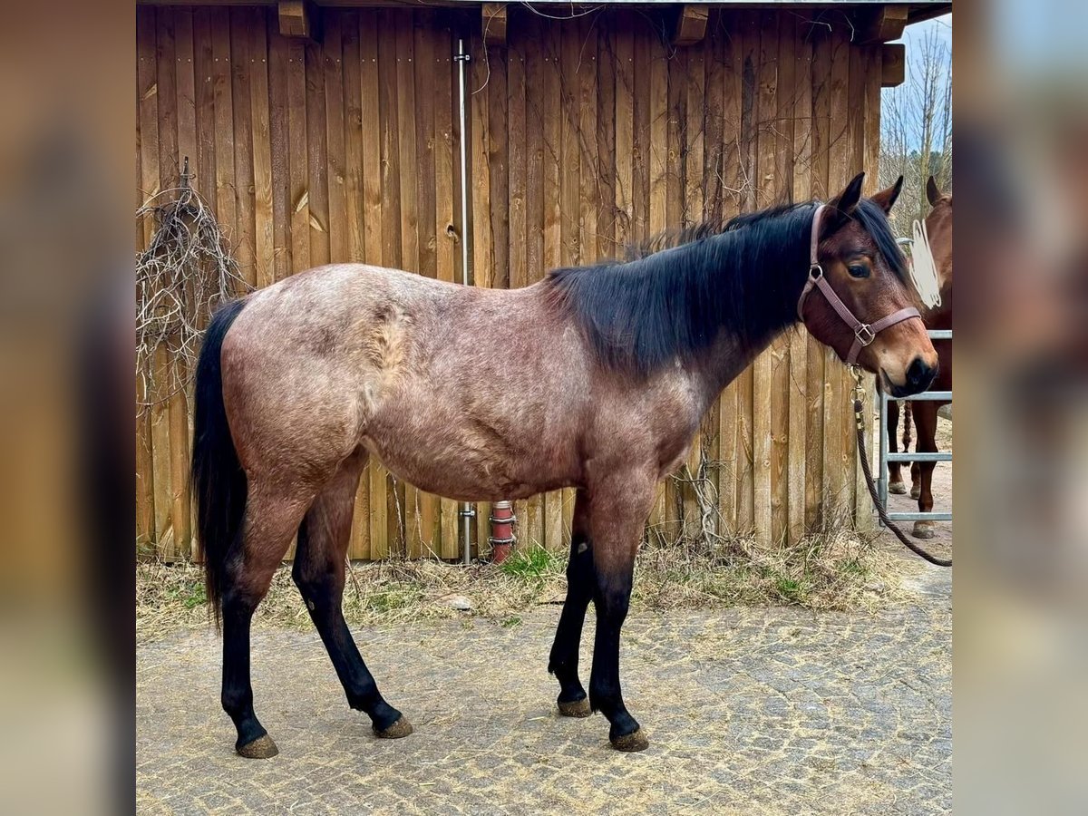 American Quarter Horse Giumenta 2 Anni 154 cm Baio roano in Ensdorf